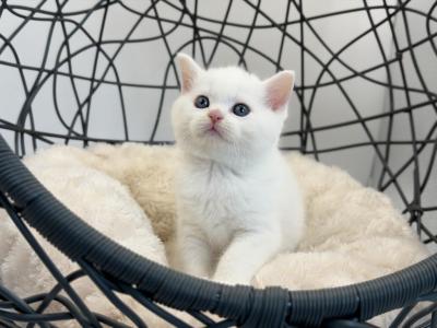 White Plush Scottish Straight Kitten - Scottish Straight - Gallery Photo #1