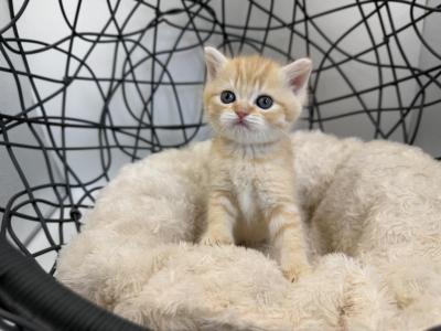 Short Haired Scottish Straight Kitten - Scottish Straight - Gallery Photo #1