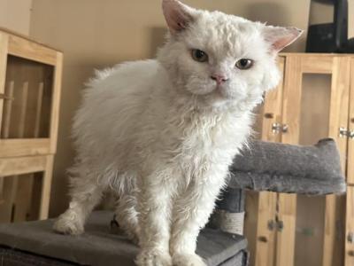 White Colored Selkirk Rex - Selkirk Rex - Gallery Photo #1