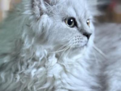 Zoke - Persian - Gallery Photo #1
