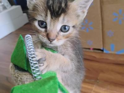 Abyssinian Kitten - Abyssinian - Gallery Photo #1