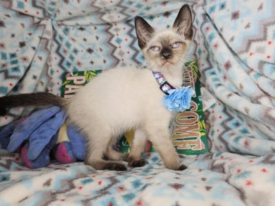 Siamese 2 M SealPoint BB - Siamese - Gallery Photo #1