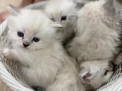 Ragdoll Kittens - Ragdoll - Gallery Photo #1