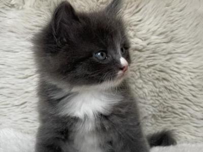 Merlin - American Longhair - Gallery Photo #1