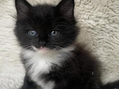 Jazzie - American Longhair - Gallery Photo #1