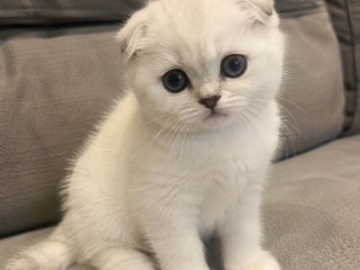 Bella - Scottish Fold - Gallery Photo #1