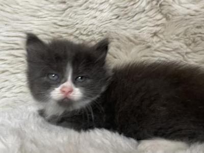 Eleanor - American Longhair - Gallery Photo #1