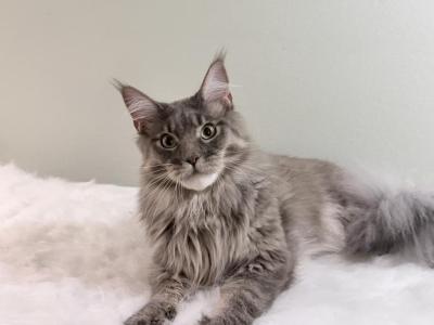 Young Male Maine Coon Male For Adoption - Maine Coon - Gallery Photo #1