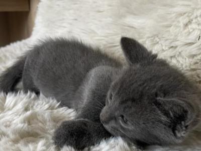 Zora - American Shorthair - Gallery Photo #1