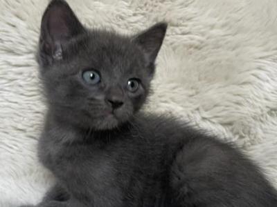 Zyla - American Shorthair - Gallery Photo #1