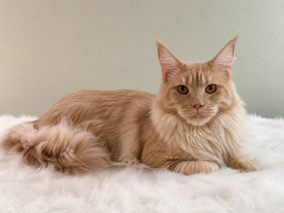 Maine Coon Girl Looking For A Loving Home - Maine Coon - Gallery Photo #1