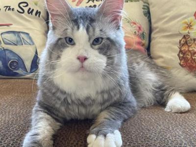Big Handsome Friendly Maine Coon Male Retired - Maine Coon - Gallery Photo #1
