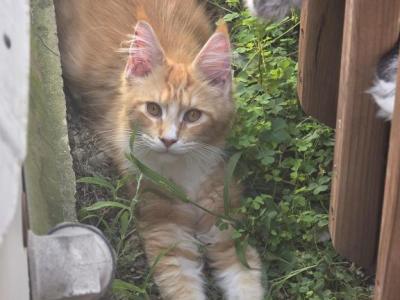 Red Male Mainecoon - Maine Coon - Gallery Photo #1
