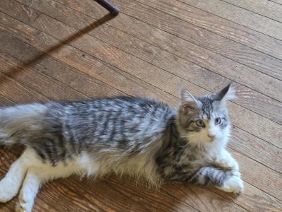 Dbe Poly Male MC - Maine Coon - Gallery Photo #1