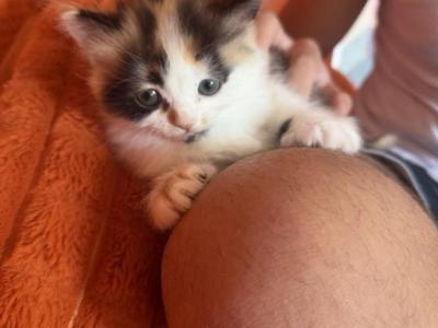 Daisy - Persian - Gallery Photo #1