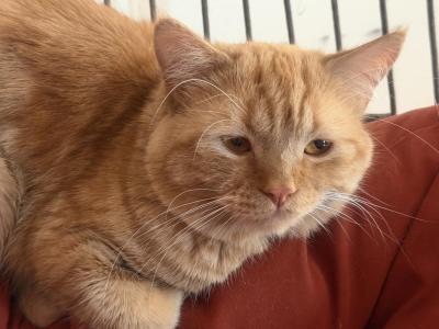 Oden - Persian - Gallery Photo #1