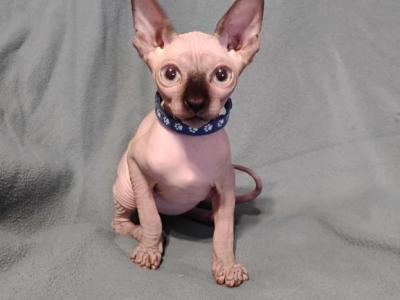 Elvis - Sphynx - Gallery Photo #1
