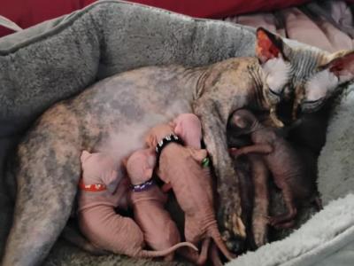 Pixie Litter - Sphynx - Gallery Photo #1