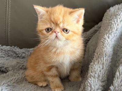 Exotic Red Classic Tabby Boy - Exotic - Gallery Photo #1