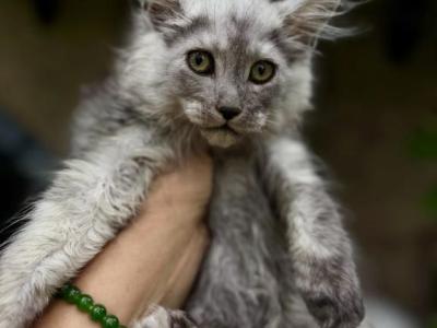 Cloud High Smoke Boy - Maine Coon - Gallery Photo #1