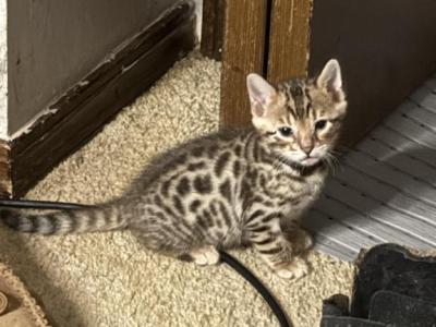 Oleopto2 - Bengal - Gallery Photo #1