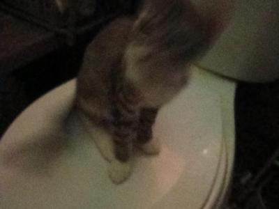 Tiger - Domestic - Gallery Photo #1