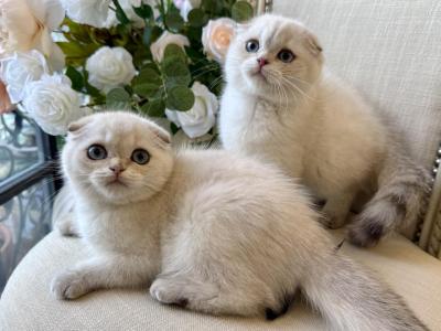 Scottish Fold Seal Point Brothers - Scottish Fold - Gallery Photo #1