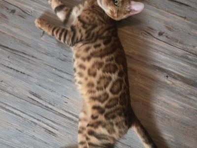 Dale - Bengal - Gallery Photo #1