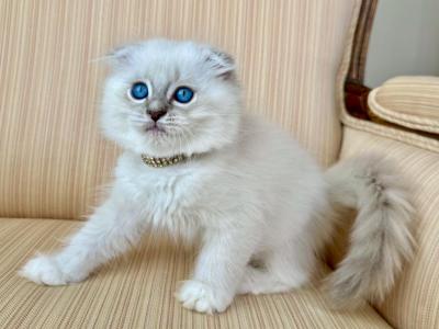 Scottish Fold Seal Point Male - Scottish Fold - Gallery Photo #1