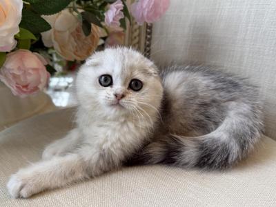 Scottish Fold Silver Male - Scottish Fold - Gallery Photo #1