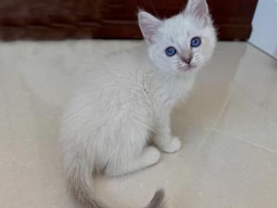 British Shorthair White Seal Point Female - British Shorthair - Gallery Photo #1