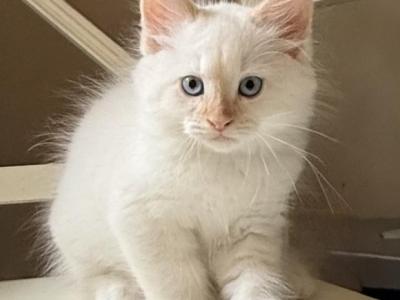 M1 - Siamese - Gallery Photo #1
