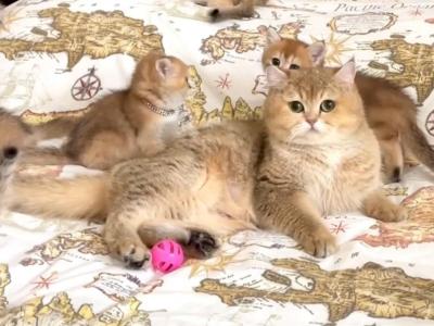 British Shorthair Golden Female Retiring - British Shorthair - Gallery Photo #1