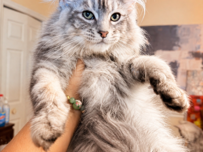 Iness Beautiful Silver Female - Maine Coon - Gallery Photo #1