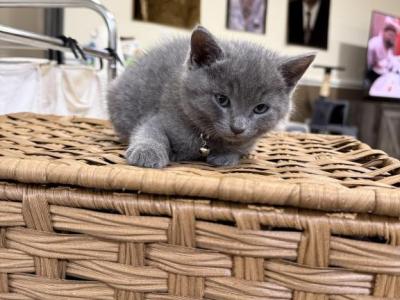 Russian Blue Kitties - Russian Blue - Gallery Photo #1