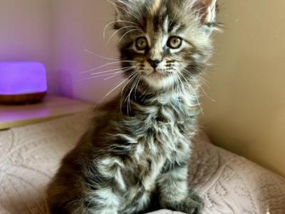 Euro MC Kittens Ready Next Weekend - Maine Coon - Gallery Photo #1
