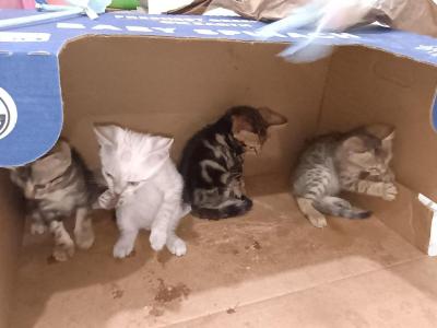 NA - Bengal - Gallery Photo #1