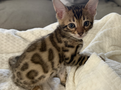 Bengal Kittens - Bengal - Gallery Photo #1