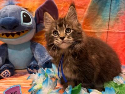The Lilo And Stitch Litter - Maine Coon - Gallery Photo #1