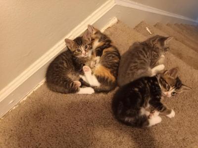 Princess - Domestic - Gallery Photo #1