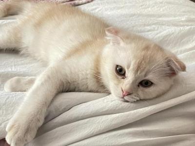 Sebastian - Scottish Fold - Gallery Photo #1
