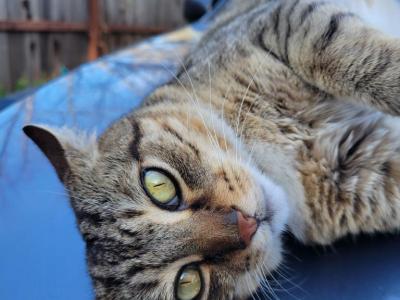 Elbee - Domestic - Gallery Photo #1