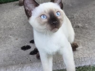 Nova - Siamese - Gallery Photo #1