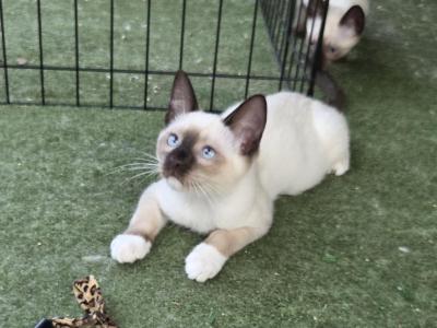 Draco - Snowshoe - Gallery Photo #1
