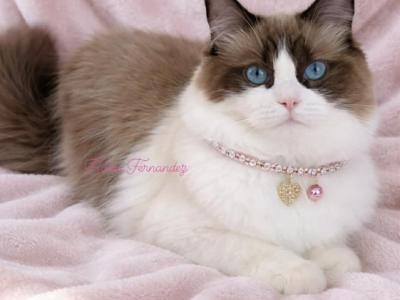 Prince - Ragdoll - Gallery Photo #1