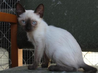 Ursa - Siamese - Gallery Photo #1