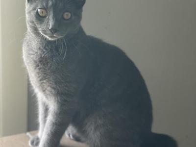 Fabio - Russian Blue - Gallery Photo #1
