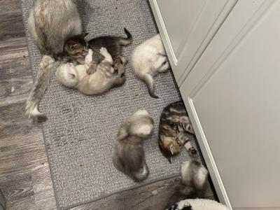 Scottish Fold And Straight Litter - Scottish Fold - Gallery Photo #1