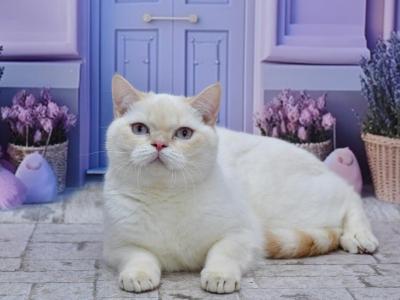 Irvin - British Shorthair - Gallery Photo #1