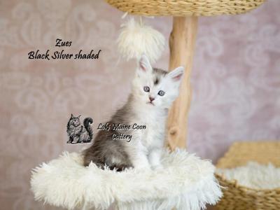 Zues - Maine Coon - Gallery Photo #1
